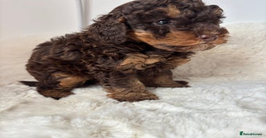 Cavapoo dogs - Advert 3