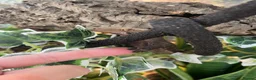 Gecko reptiles for sale: Pascal the Crested Gecko in Trowbridge - Advert 9