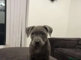 Staffordshire Bull Terrier dogs KC Registered Blue Staffordshire bull puppy - Advert 11