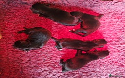 Borador dogs for sale: Black Collie X Labrador Ready to leave 26th Oct - Image 13