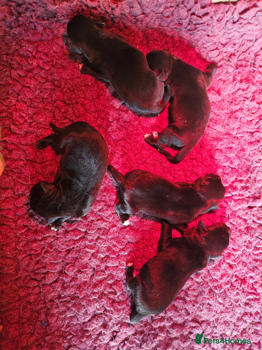 Borador dogs for sale: Black Collie X Labrador Ready to leave 26th Oct - Image 13