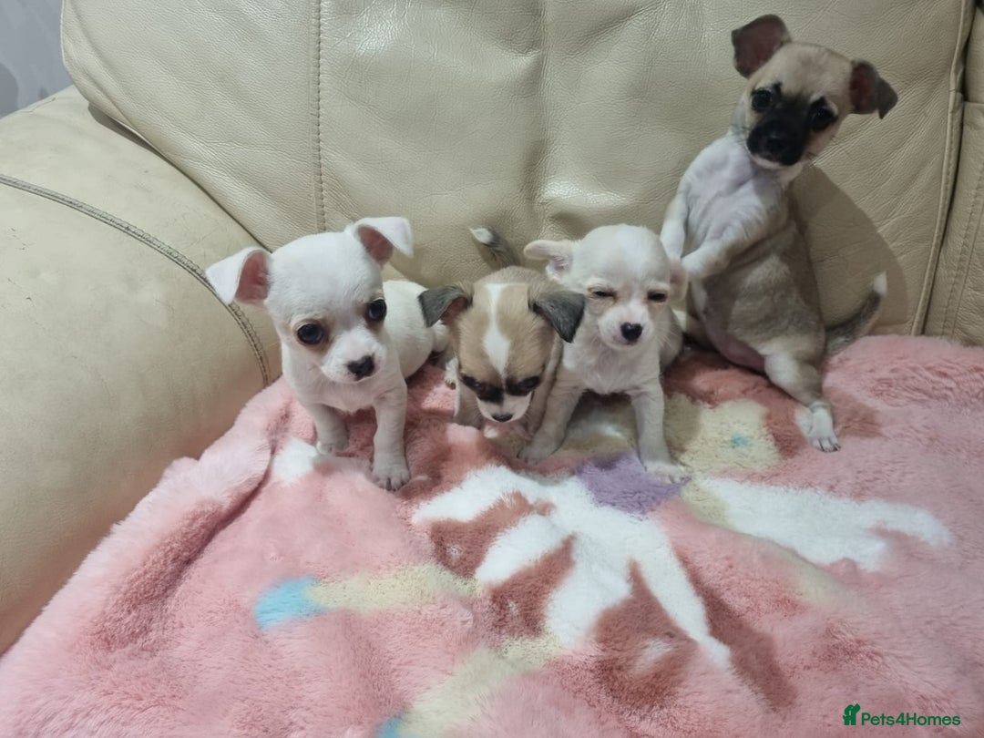 Chihuahua dogs for sale: Chihuahua puppies for sale  - Image 8