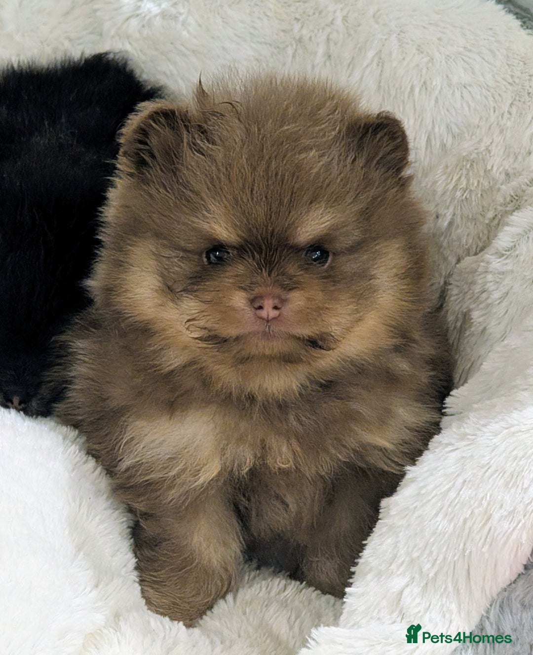 Pomeranian dogs for sale: All pups reserved  - Advert 3