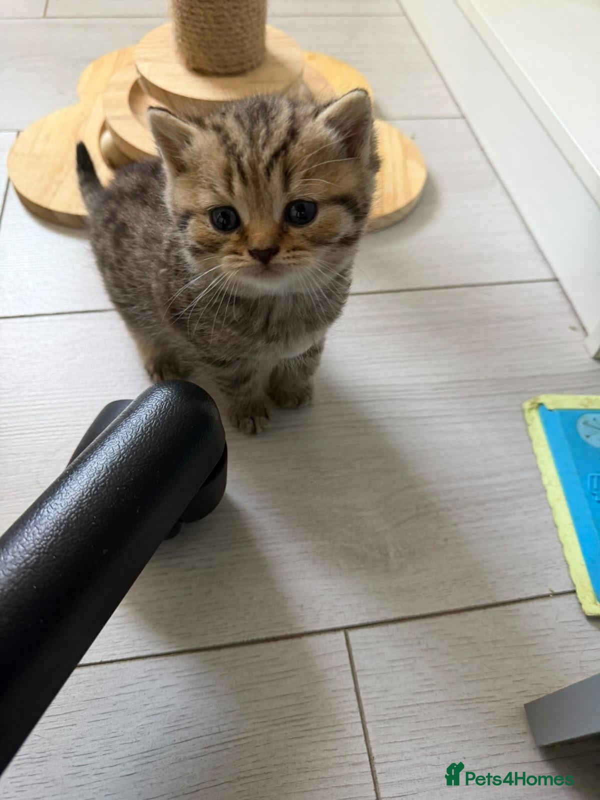 Scottish Fold cats Exceptional litter of Scottish fold/ straight😍😍 - Advert 1