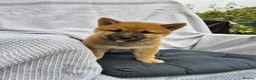 Japanese Shiba Inu dogs for sale: Last Lovely Shiba Inu Puppy, Ready for home now! - Advert 20