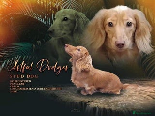 Miniature Dachshund dogs in Sandbach - Advert 18