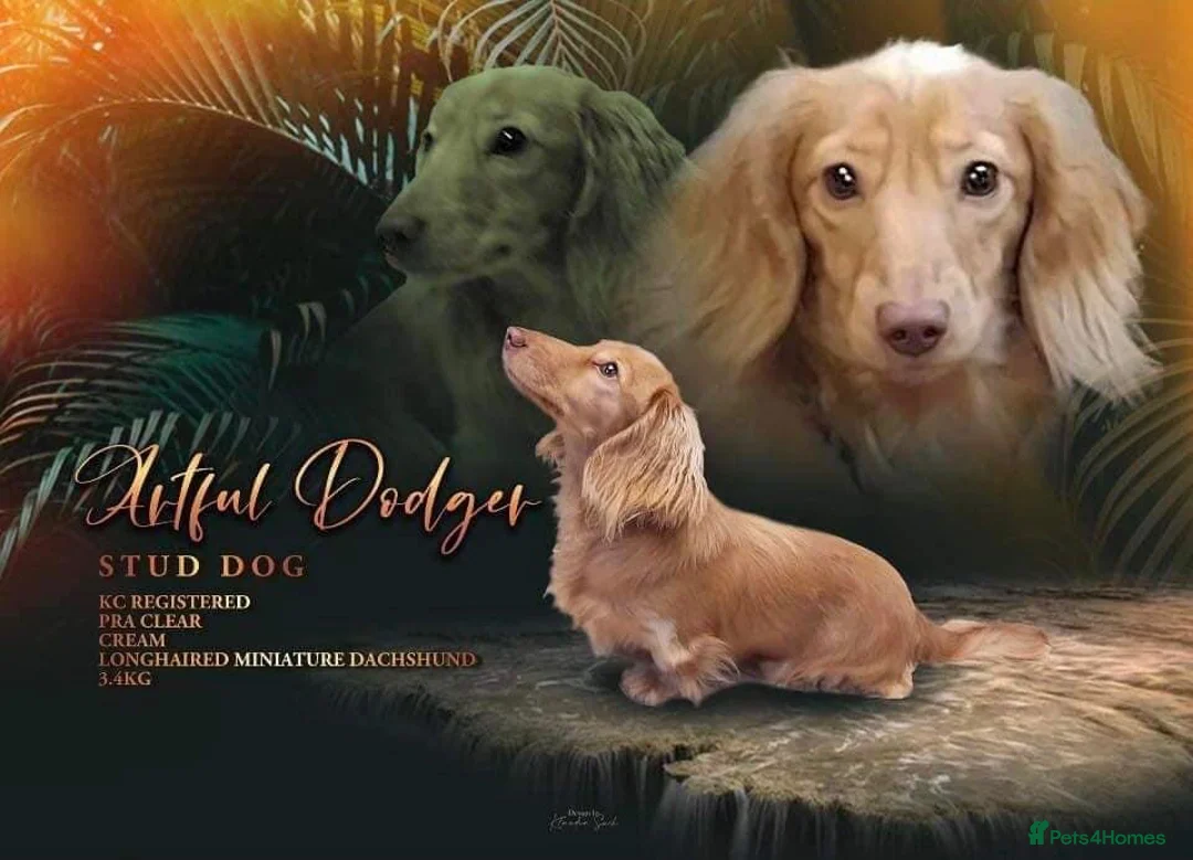 Miniature Dachshund dogs for stud: Cream long haired kc dachshund  in Sandbach - Advert 1