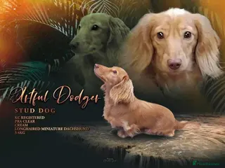 Miniature Dachshund dogs Cream long haired kc dachshund in Sandbach - Advert 5