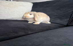 English Lop rabbits for sale: 2x rabbits - Image 7