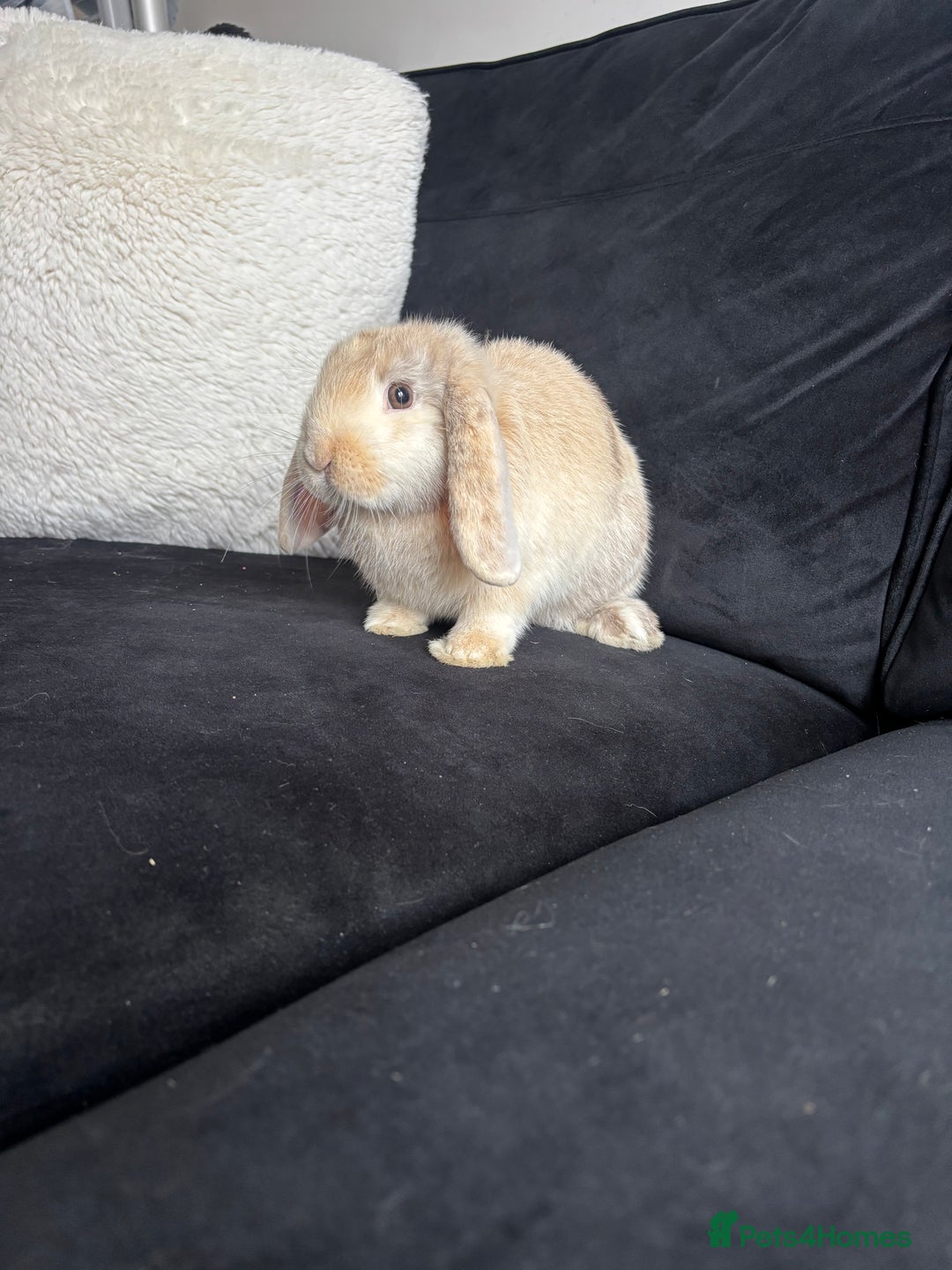 English Lop rabbits for sale: 2x rabbits - Image 7