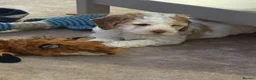 Cockapoo dogs for sale: Two stunning miniture Cockapoos left  in Tadworth - Advert 5