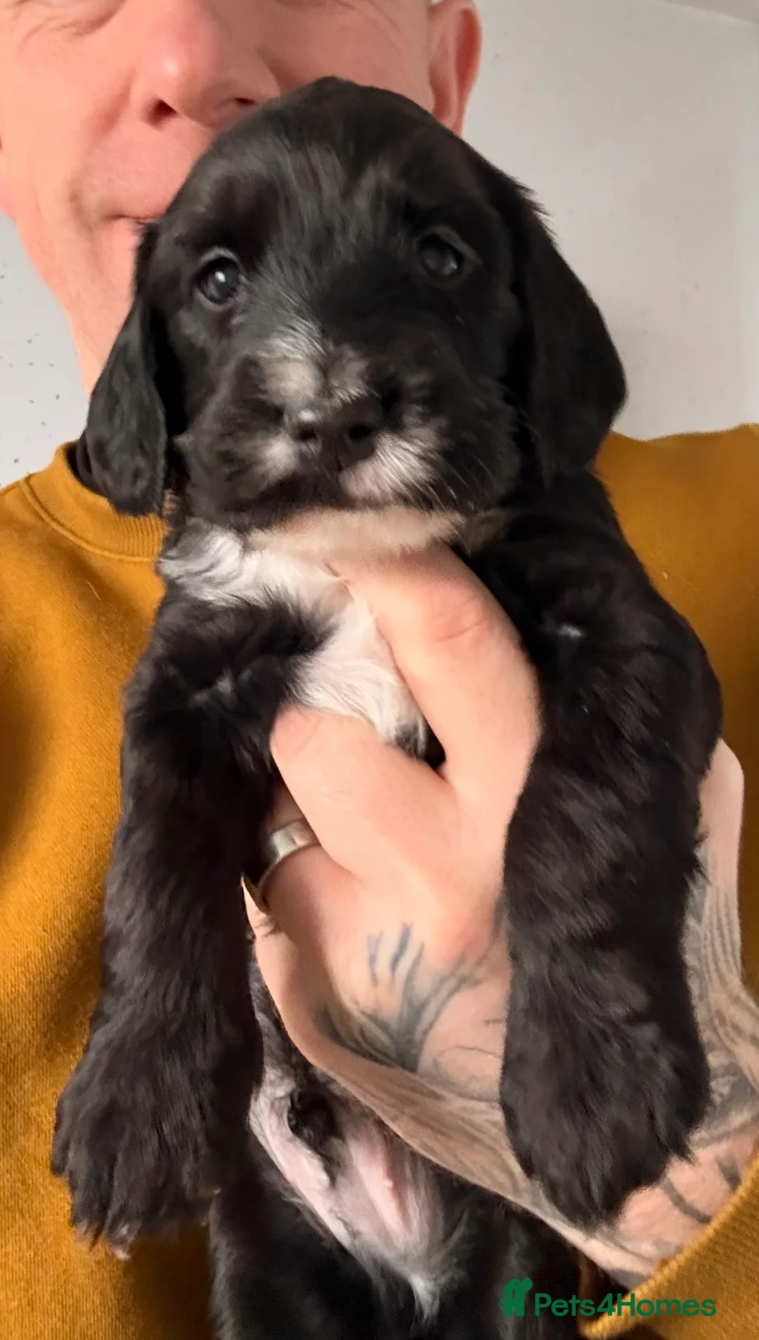 Mixed Breed dogs for sale: Cockapoo x English Springer Spaniel  in Holmfirth - Advert 11