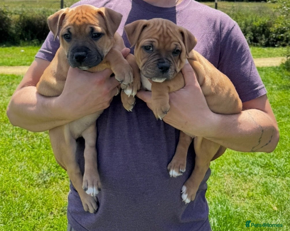 Staffordshire Bull Terrier dogs 🔥LAST! KC REG STAFFY PUPPS–OUTSTANDING QUALITY 🔥 - Advert 1