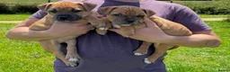 Staffordshire Bull Terrier dogs for sale: 🔥READY! KCREG STAFFY PUPPS–OUTSTANDING QUALITY 🔥 - Advert 6
