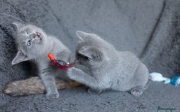 Russian Blue cats for sale: Pure Russian Blue Kittens Available  - Image 16