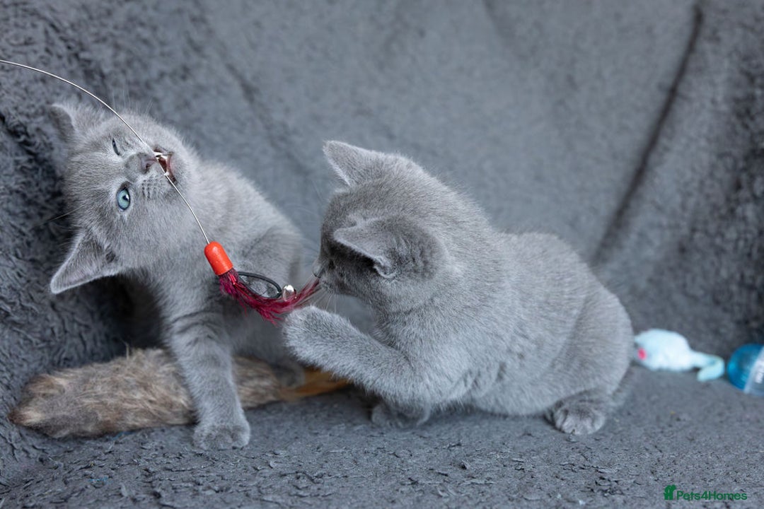 Russian Blue cats for sale: Pure Russian Blue Kittens Available  - Image 16