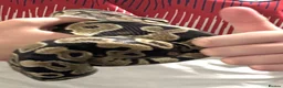 Python Snake reptiles for sale: Female Royal/Ball Python 5 Years Old in Peterlee - Advert 3
