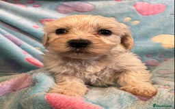 Cavachon dogs for sale: Beautiful Litter of Cavachon Puppies - Image 11