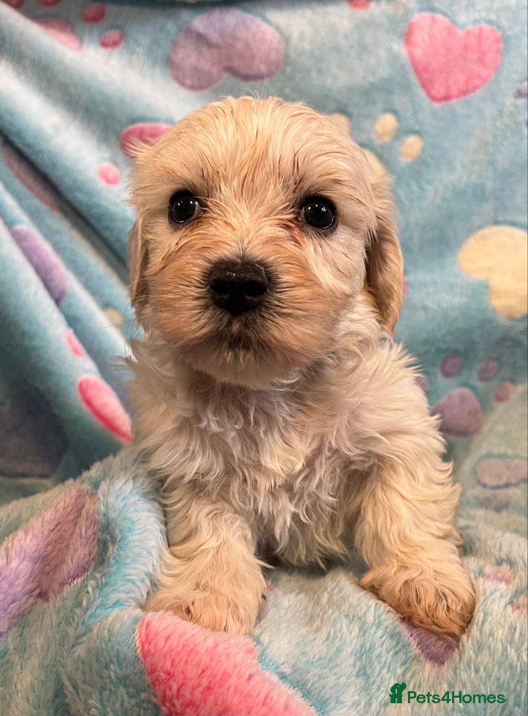 Cavachon dogs for sale: Beautiful Litter of Cavachon Puppies - Image 11