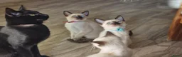 Siamese cats for sale: Old Style Siamese Kittens For Sale in Abingdon - Advert 24