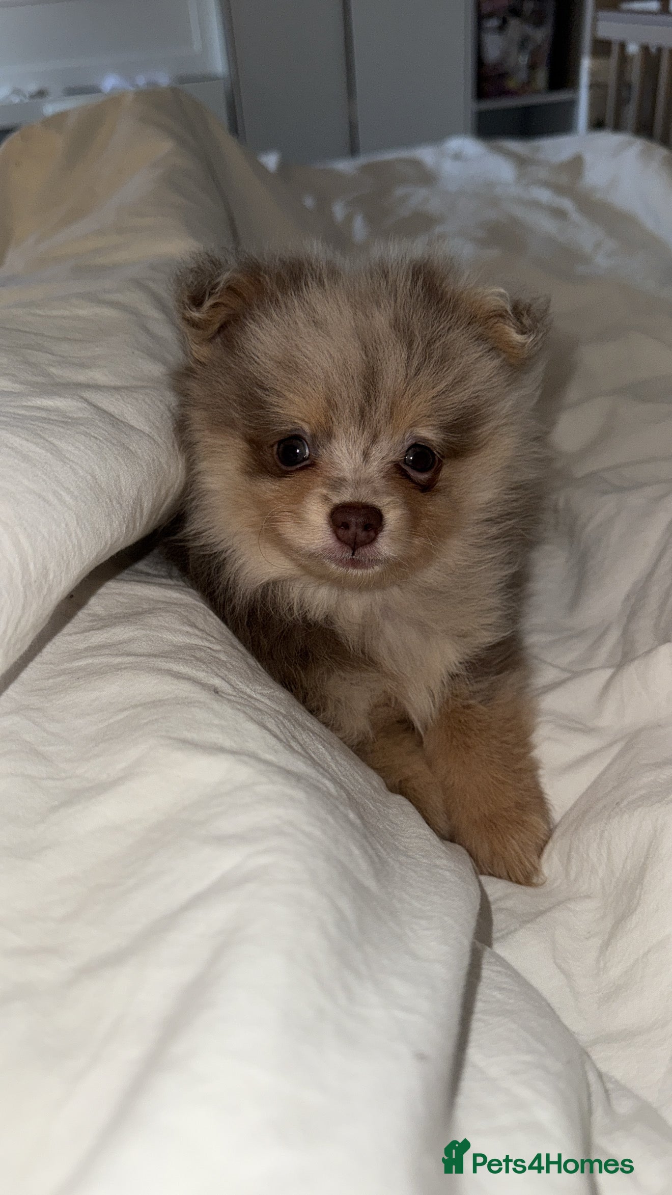 Pomeranian dogs Merle Pomeranian pup - Advert 16