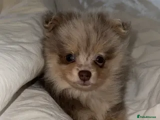 Pomeranian dogs Merle Pomeranian pup - Advert 16