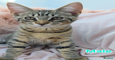 Mixed Breed cats - Advert 15
