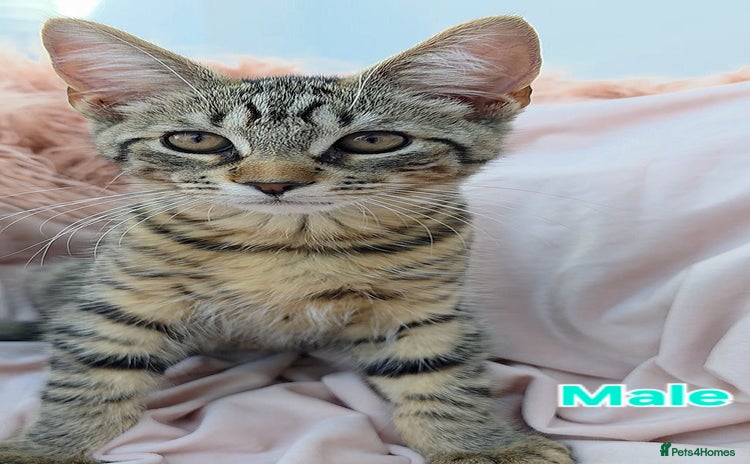 Mixed Breed cats - Advert 5