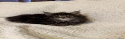 Mixed Breed cats for sale: Maine Coon X Norwegian Forest kittens in Southampton - Advert 4