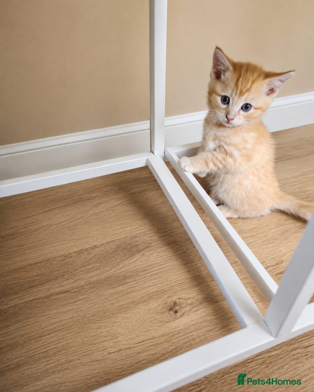 Mixed Breed cats 2 beautiful kittens  - Advert 9