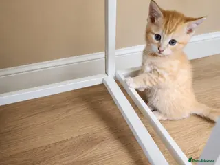 Mixed Breed cats 2 beautiful kittens - Advert 9
