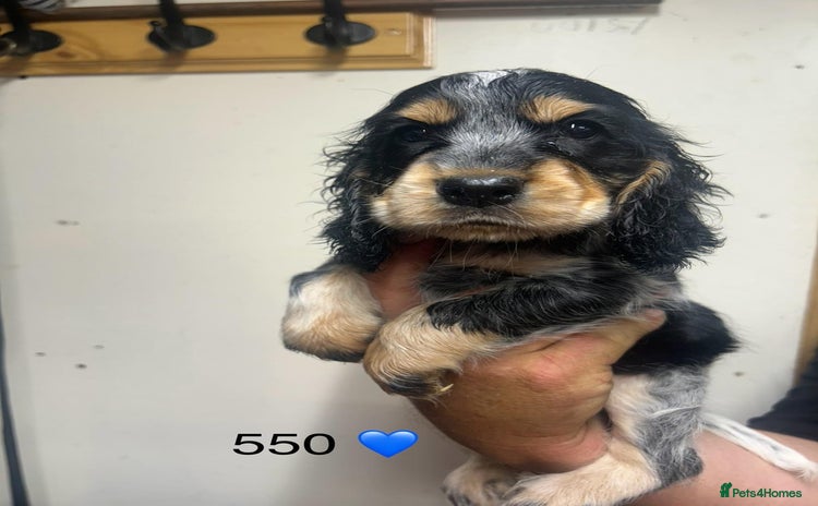 Cocker Spaniel dogs - Advert 5