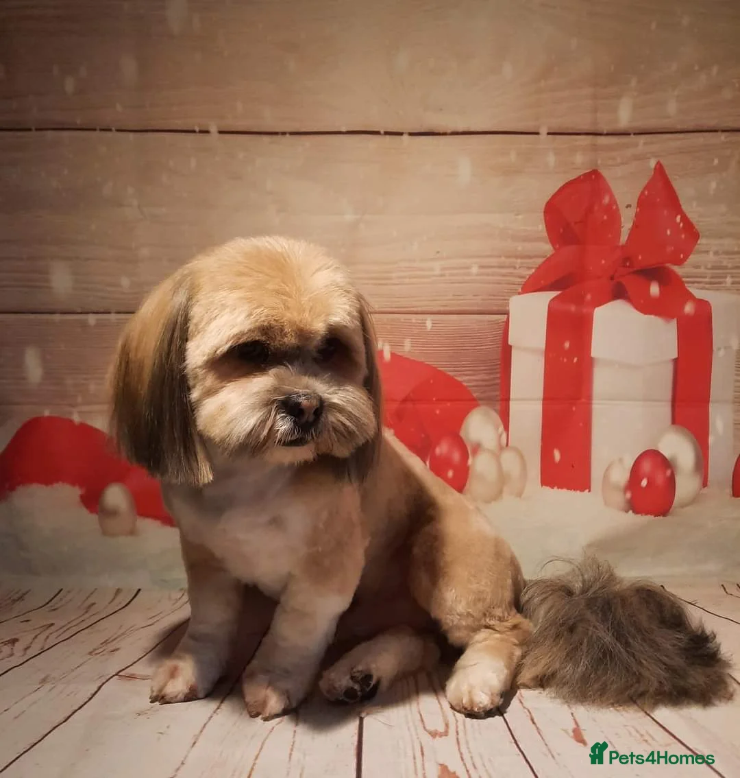 Lhasa Apso dogs for stud: KC reg Gorgeous Lhasa apso(PROVEN) in Irvine - Advert 9