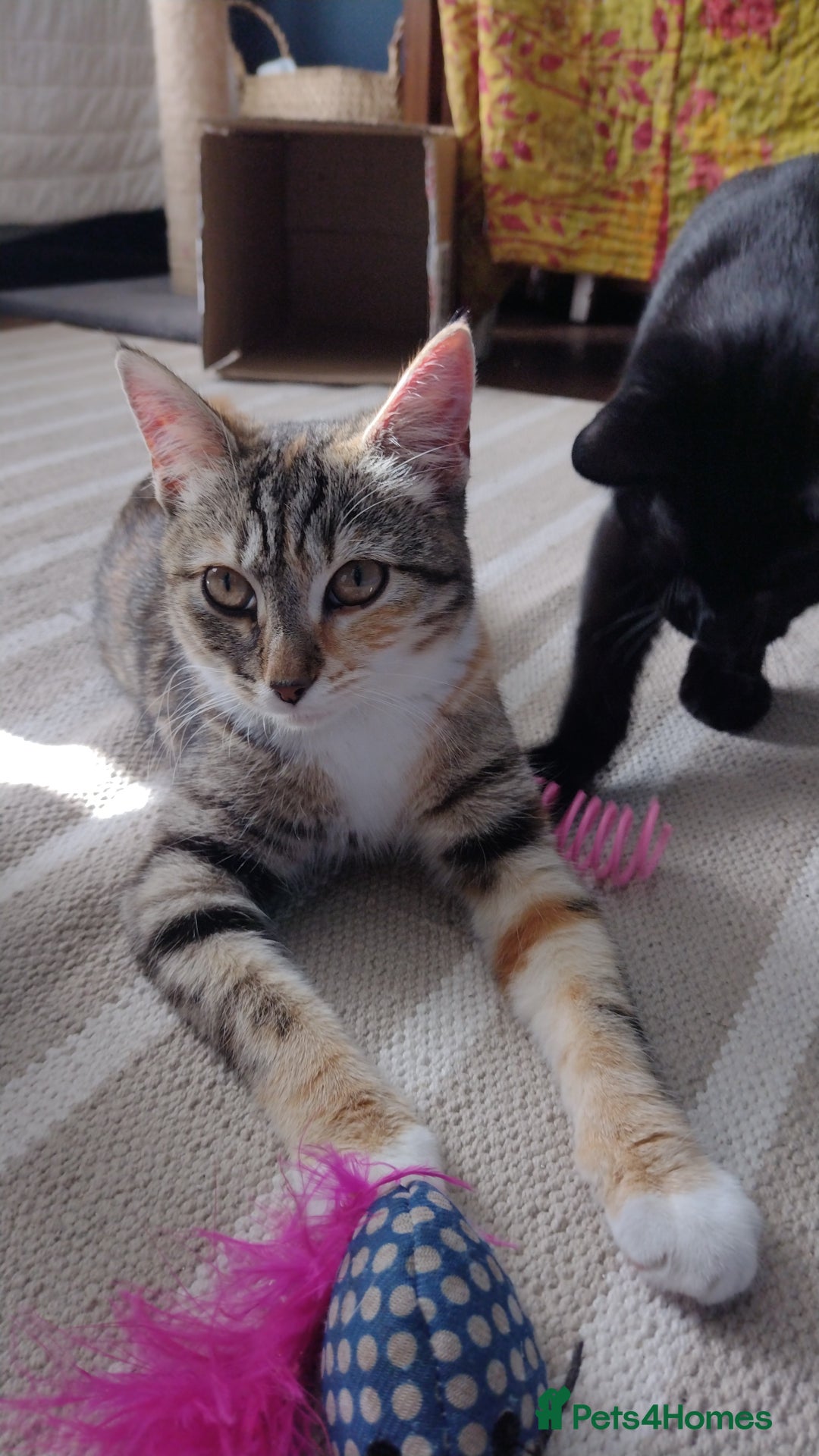 Domestic Shorthair cats for adoption: Lily & Boo, 5 month old kittens  - Image 4