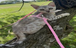Bengal cats for sale: Female bengal 7 months  - Advert 7