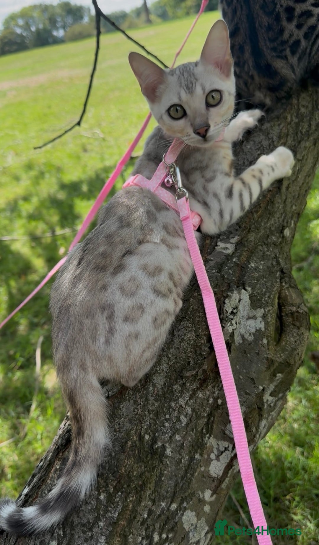 Bengal cats for sale: Female bengal 7 months  - Advert 7