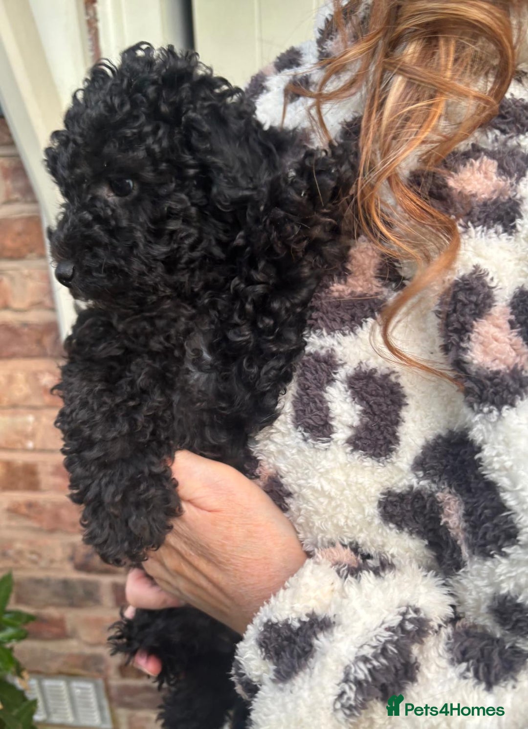 Toy Poodle dogs for sale: ADORABLE ‘ALBERT’ *TOY POODLE*BOY*PUP ready now - Advert 16