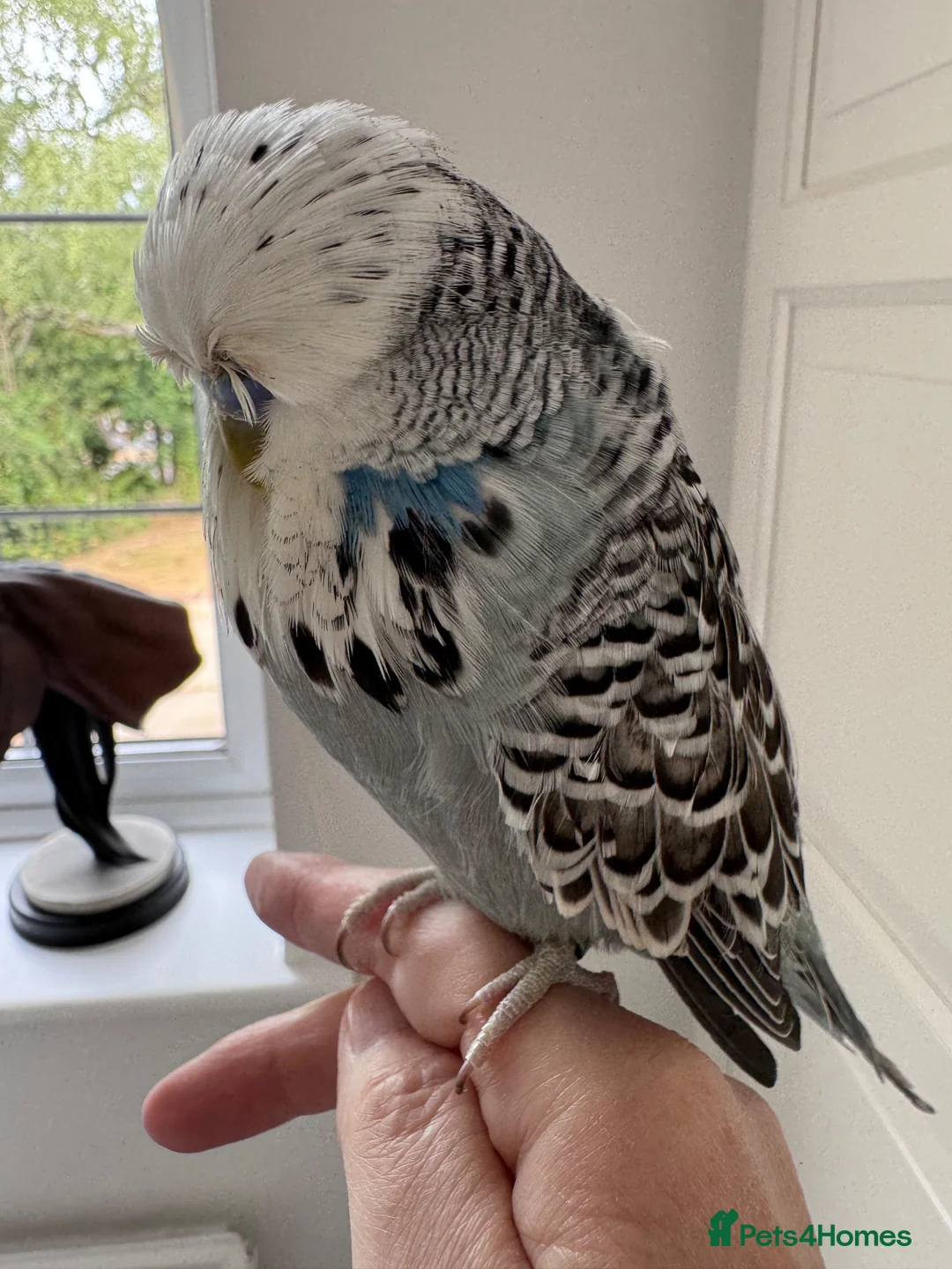Budgerigars birds for sale: Super Tame Exhibition Budgie - Advert 2