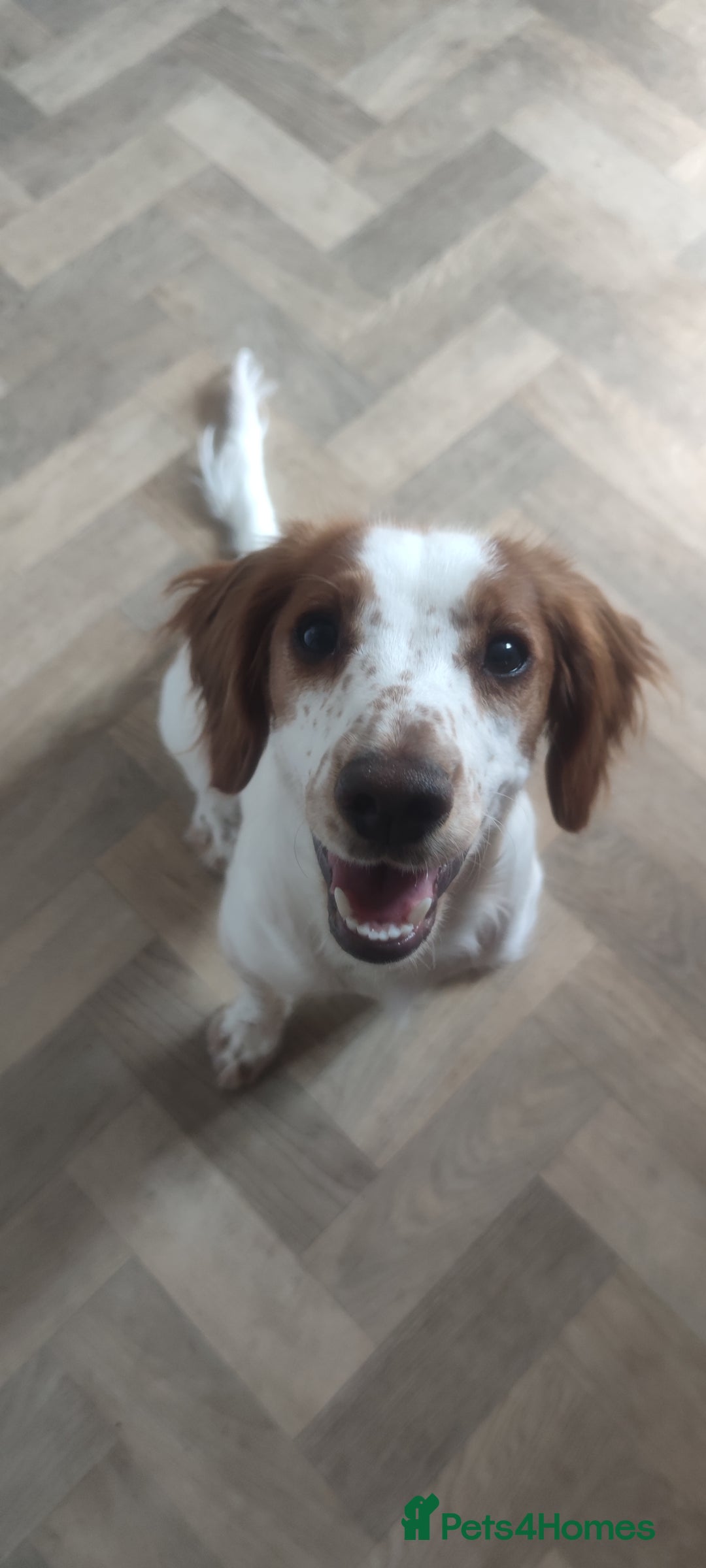 Cocker Spaniel dogs for sale: 1 year old Cocker Spaniel - Advert 2