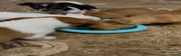 Jack Russell dogs for sale: Jack russel pups  in Darwen - Advert 9
