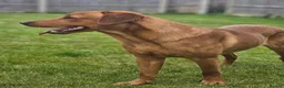 Labrador Retriever dogs for sale: Kc registered fully health tested Labrador puppies - Advert 7