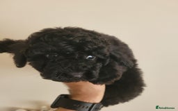 Toy Poodle dogs for sale: Toy poodle boys - Image 2