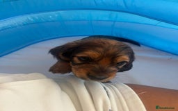 Mixed Breed dogs for sale: Bassett hound - Image 3