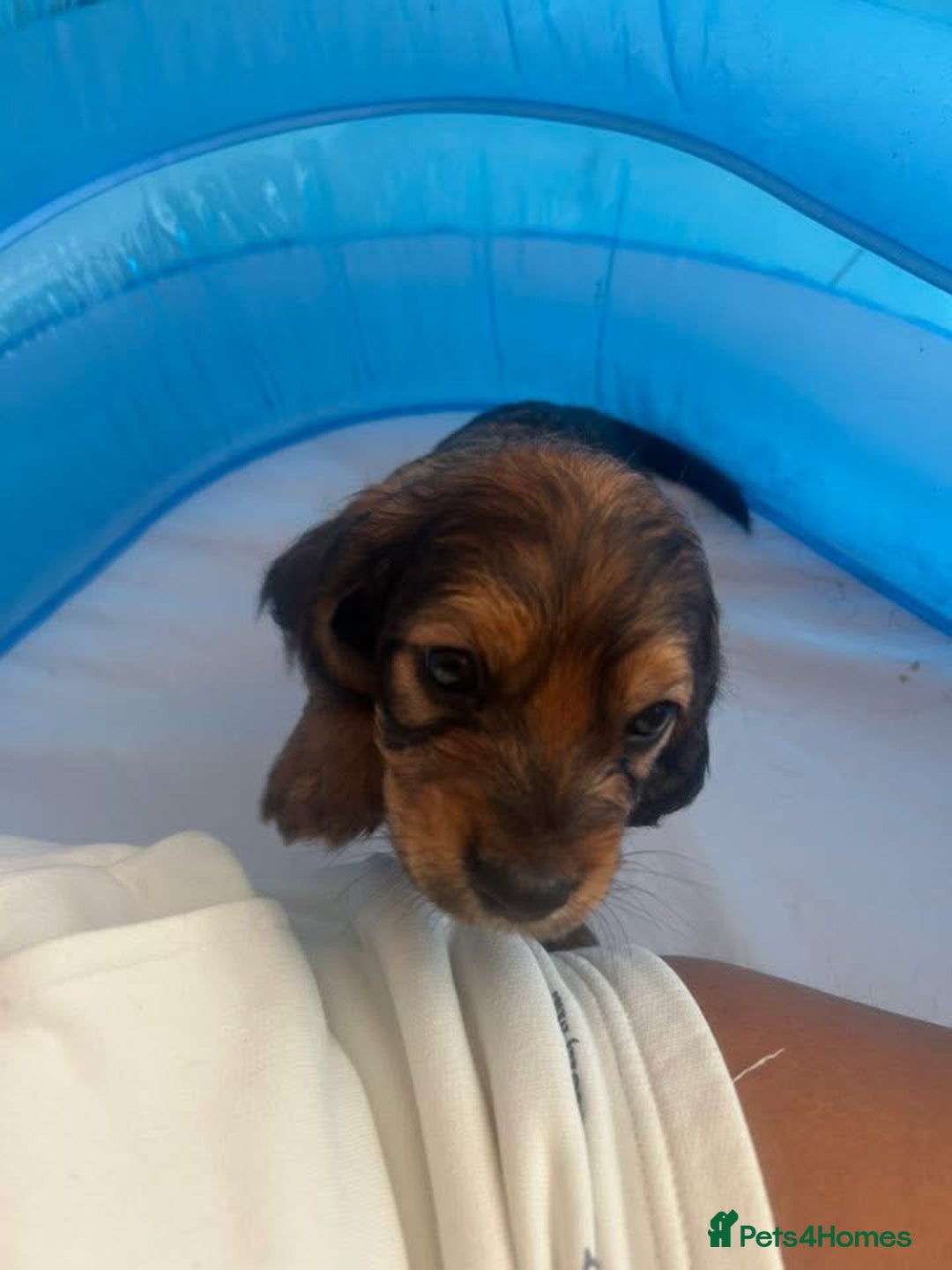 Mixed Breed dogs for sale: Bassett hound - Image 3