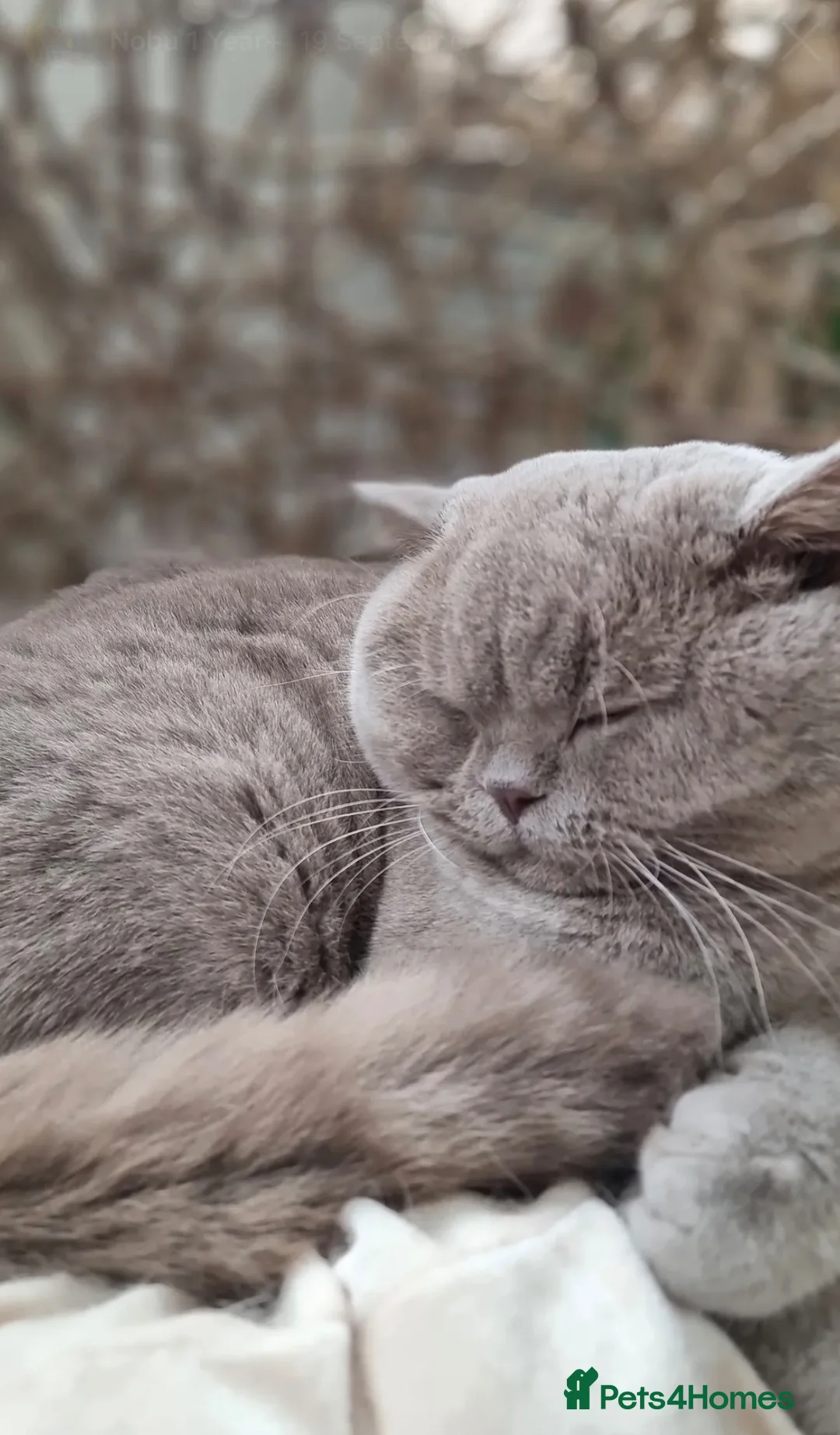 British Shorthair cats for sale: Lovely lilac British shorthair kittens. - Advert 16