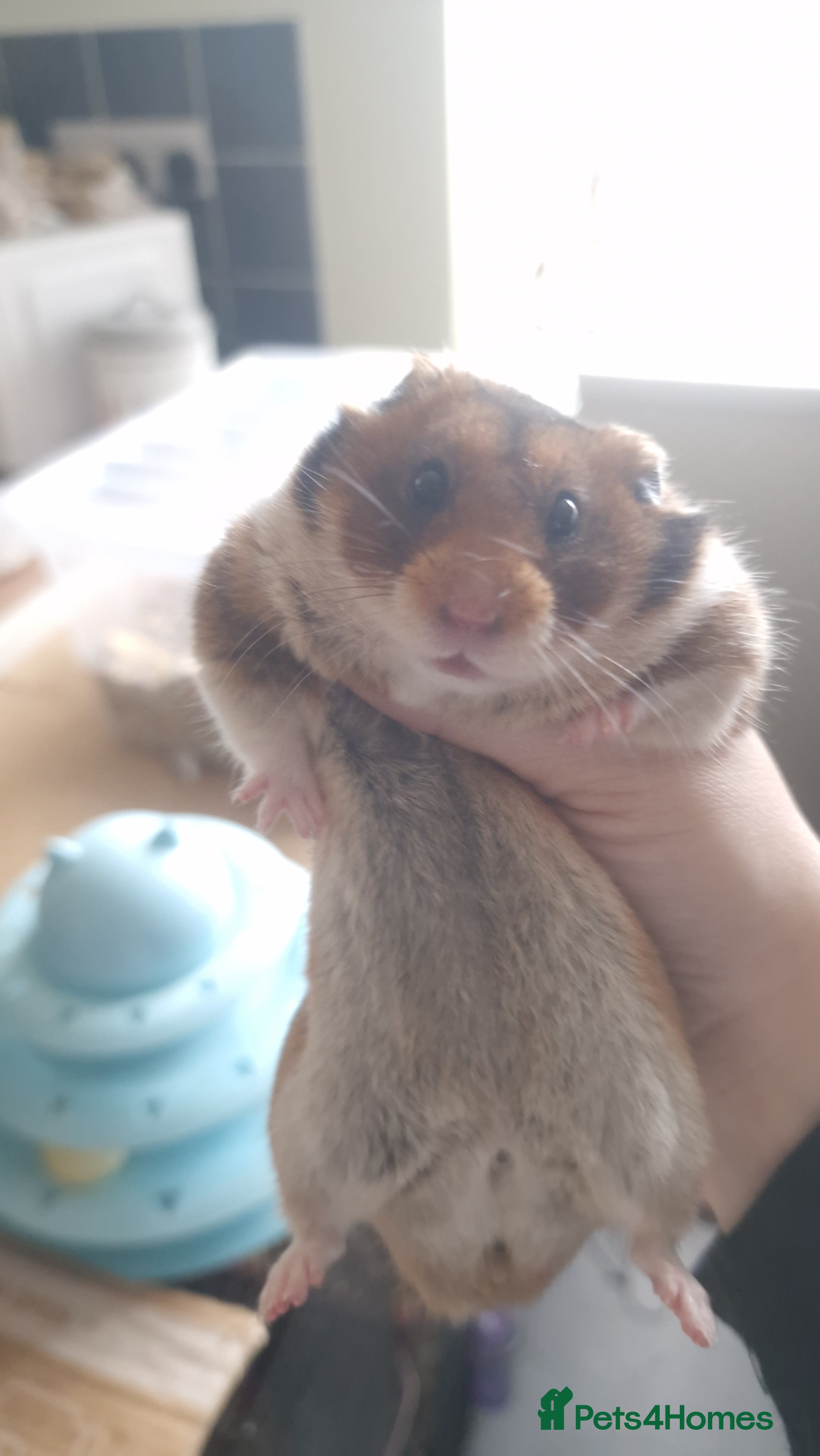 Hamster rodents Pedigree Syrian Hamsters  - Advert 3