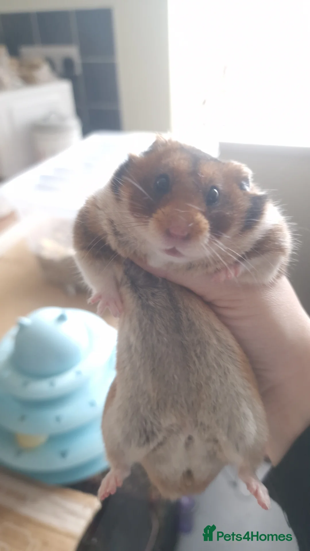 Hamster rodents for sale: Pedigree Syrian Hamsters  - Advert 1