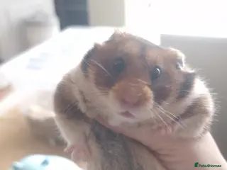 Hamster rodents Pedigree Syrian Hamsters - Advert 8