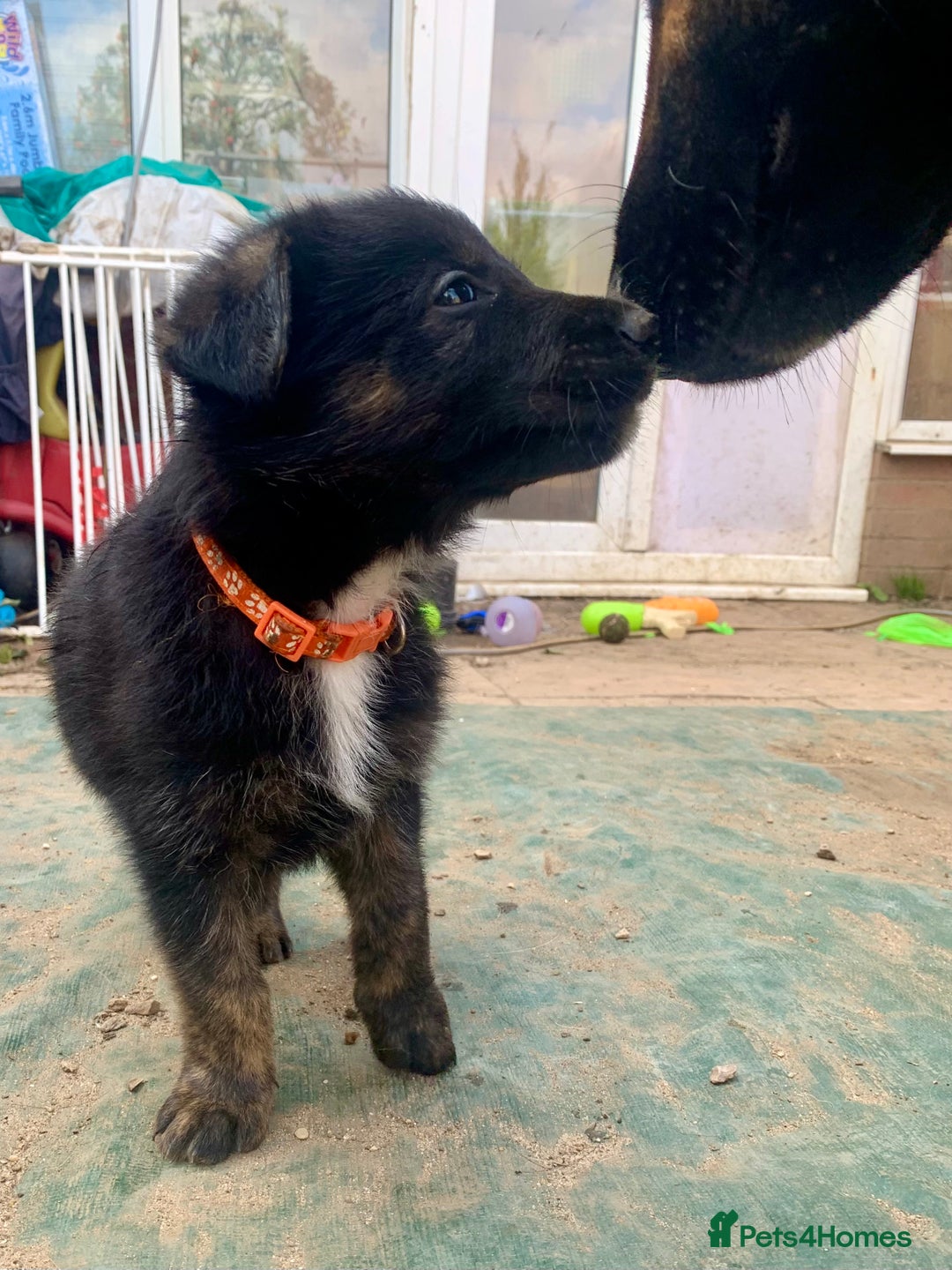 Mixed Breed dogs for sale: German Shepard X Dutch Herder Puppies - Image 4