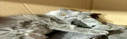 British Shorthair cats for sale: Gccf registered British shorthair kittens - Advert 13